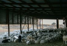 Λέσβος: Με καύση θα γίνει η διαχείριση των νεκρών ζώων λόγω αφθώδους πυρετού