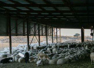 Λέσβος: Με καύση θα γίνει η διαχείριση των νεκρών ζώων λόγω αφθώδους πυρετού