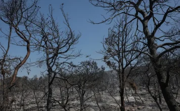 Κρανίου τόπος οι περιοχές που έκαψε η πυρκαγιά σε Βοιωτία και Αττική – Χάθηκαν 144.000 στρέμματα δάσους