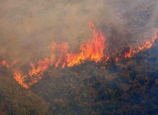 Το 42% των δασών κάηκε μέσα στα τελευταία δέκα χρόνια στην Αττική