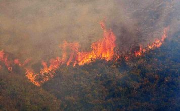 Το 42% των δασών κάηκε μέσα στα τελευταία δέκα χρόνια στην Αττική